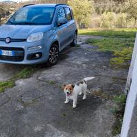 Cucciolo di jack rassel terrier