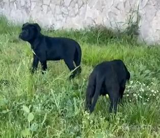 Cuccioli cane
