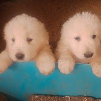 Pastore Maremmano Abruzzese