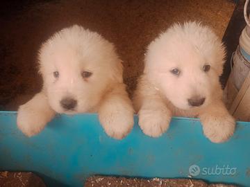 Pastore Maremmano Abruzzese