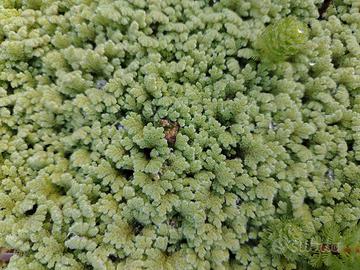 Azolla caroliniana, piante galleggianti