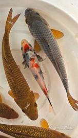 Carpe koi laghetto