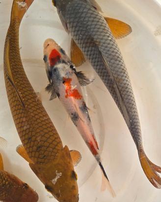 Carpe koi laghetto