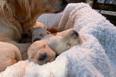 Golden retriver con pedigree