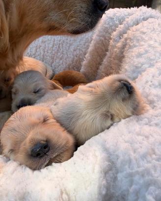 Golden retriver con pedigree