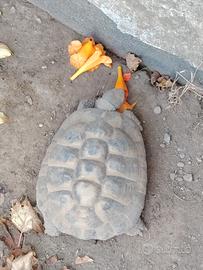 testudo tartaruga Hermanni femmine