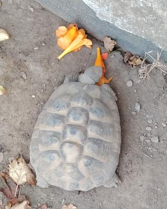 testudo tartaruga Hermanni femmine