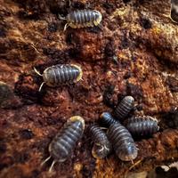 Isopodi sp. Cubaris Miyako