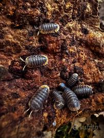 Isopodi sp. Cubaris Miyako