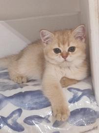 Cuccioli di British shorthair