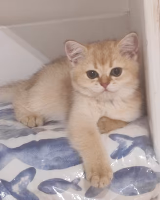 Cuccioli di British shorthair