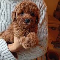 Barboncini nani e Toy rossi e albicocca