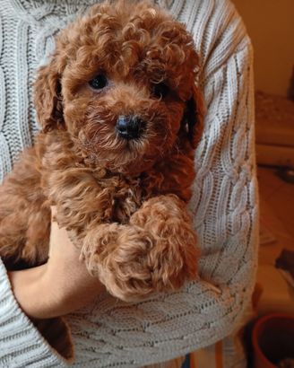 Barboncini nani e Toy rossi e albicocca