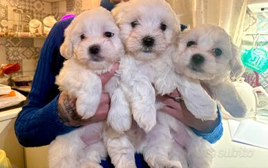 Cuccioli maltesi toy