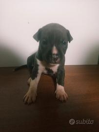 Cuccioli di american Staffordhire terrier
