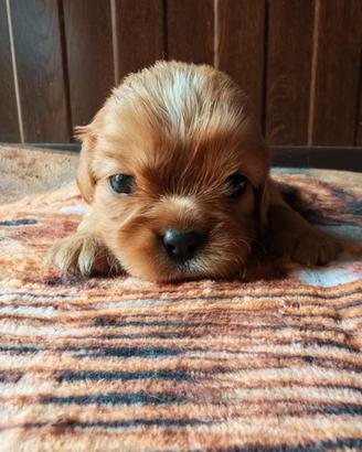 Cavalier King Charles Spaniel Ruby disponibili