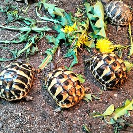 Tartarughe di terra