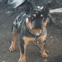 Bulldog francese merlè