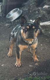 Bulldog francese merlè