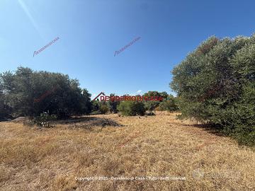 Terreno, Terrasini.