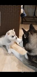 Cuccioli siberian husky