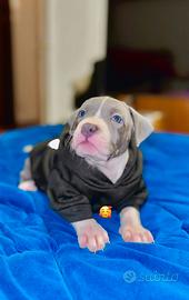 Cuccioli Pitbull - Vaccinati con libretto - Monza
