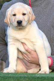 Cuccioli di LABRADOR RETRIEVER