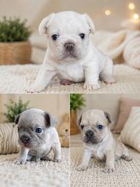 Bulldog francesi fluffy