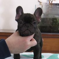 Bulldog francese cuccioli alta genealogia