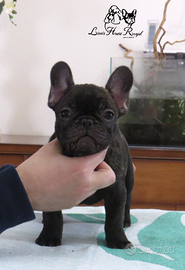 Bulldog francese cuccioli alta genealogia