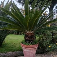 CYCAS  in grande vaso