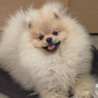 Pomerania maschio pedigree ENCI prezzo trattabile