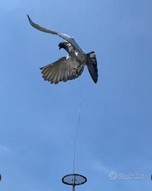 Piccioni addestrati cimbelli volantini