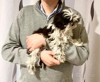 Shitzu Shihtzu Shih Tzu