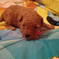 Favolosi barboncini Red toy