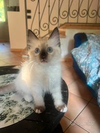 Maschietto ragdoll