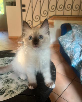 Maschietto ragdoll