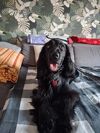 Maschio disponibile per accoppiamento