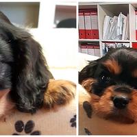 Cuccioli di CAVALIER KING CHARLES SPANIEL