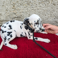 Cucciola dalmata