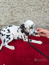 Cucciola dalmata