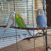 Cocorita