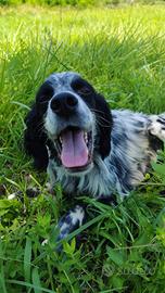 Setter inglese originale