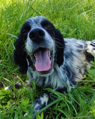 Setter inglese originale