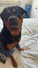 Rottweiler