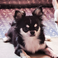 Chihuahua maschietto pelo lungo con pedigree