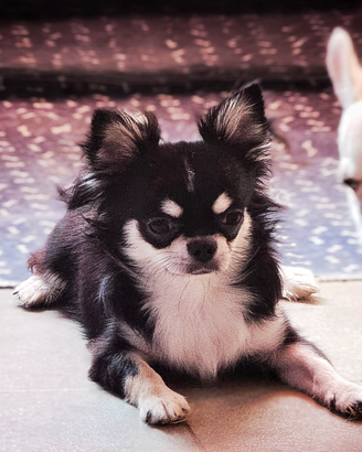 Chihuahua maschietto pelo lungo con pedigree