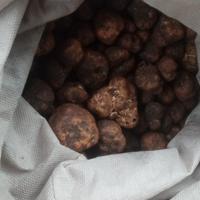 Bracco pointer tartufi