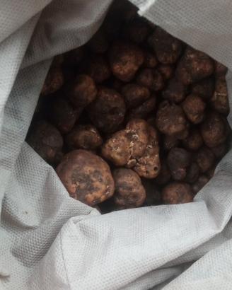 Bracco pointer tartufi