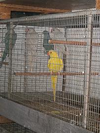 Parrocchetti dal collare